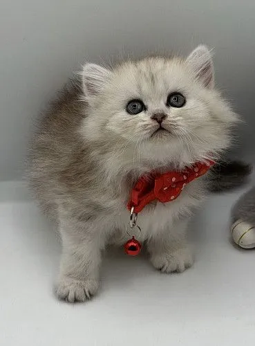 Scottish Kitten Female 