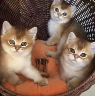 Шотландские котята … окрас золотая шиншилла 
