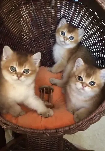 Шотландские котята … окрас золотая шиншилла 