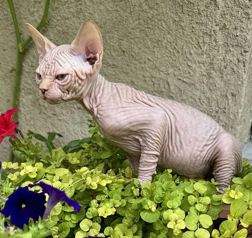 Canadian Sphynx 