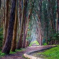 Аллея Lover's Lane