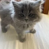 Scottish Straight male kitten.
