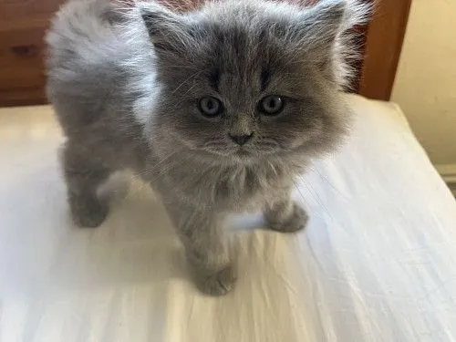 Scottish Straight male kitten.