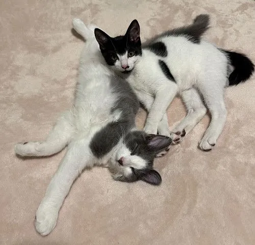 Отдам котят в хорошие руки 