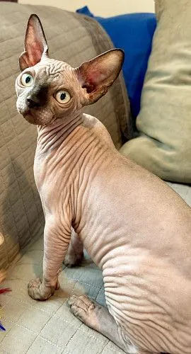 Sphyx kittens 