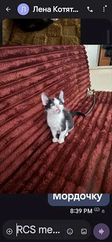 Котенко Белый Бим Чёрное ухо