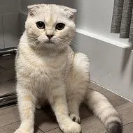 Котенок