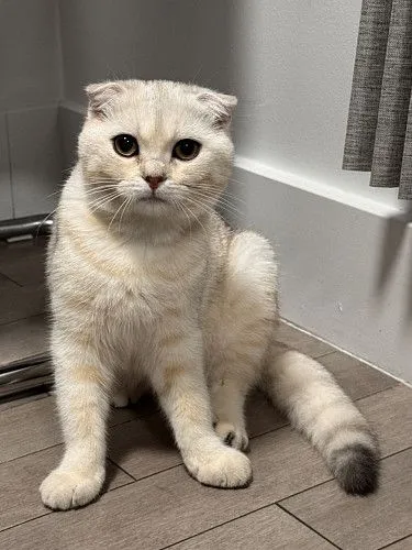 Котенок