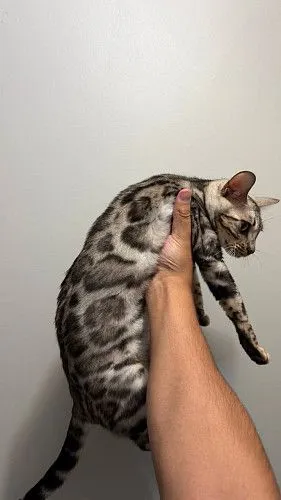 Продаю бенгальские кошки 
