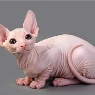 Canadian Sphynx kiytens girls
