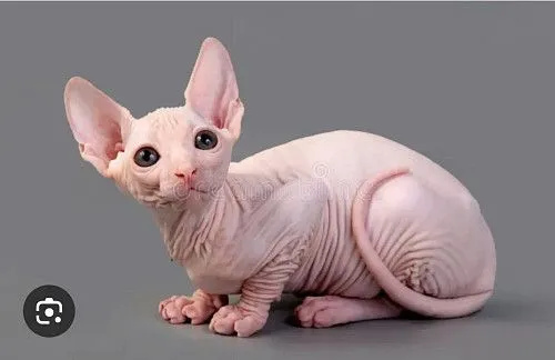 Canadian Sphynx kiytens girls