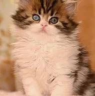Scottish folds and straight 