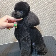 Grooming Services
