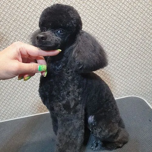 Grooming Services