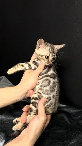 Продаю бенгальские кошки 