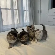 персидские котята - $1100