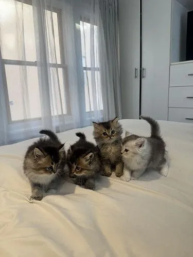 персидские котята - $1100