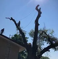 Компания Miguels Tree Triming - Lakewood, Arvada, Wheat Ridge, North Glen