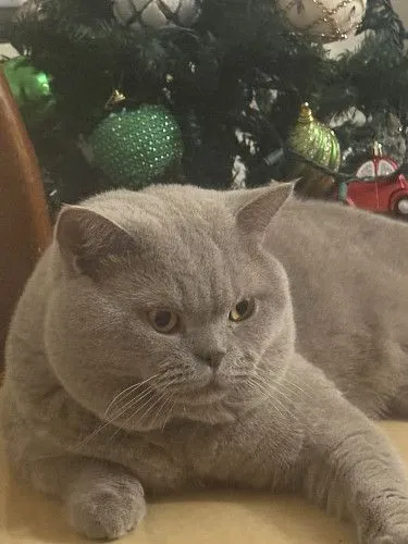 Британский кот приглашает невесту 