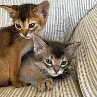 Котенок Сомали и Котенок абиссинской породы