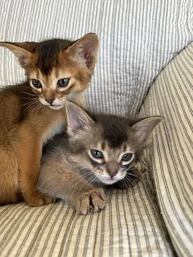 Котенок Сомали и Котенок абиссинской породы
