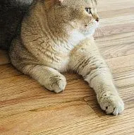 Молодой активный британский кот 