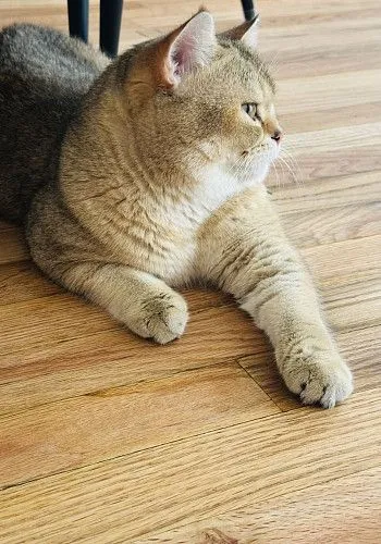 Молодой активный британский кот 
