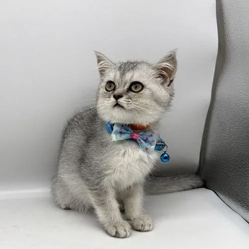 Scottish Kittens 