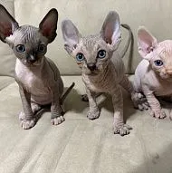 Котята сфинкса