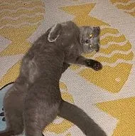 Вязка 