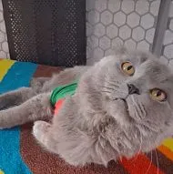 Отдам бесплатно хороше руки 