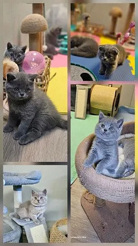 Очаровательные  Шотландские котята и Британцы ❤️