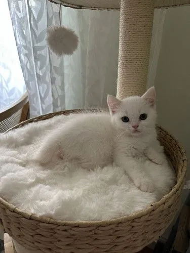 Шотландские красавцы!!котята!!
