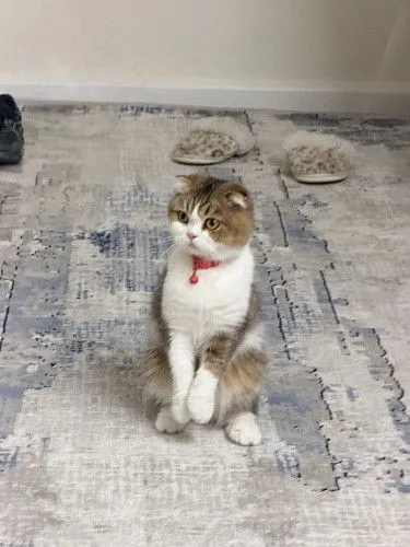 НЕ ДОРОГО! ШОТЛАНСКИЙ ФОЛД