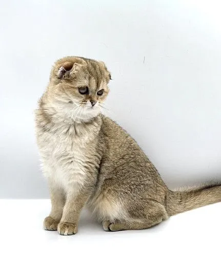 Отдам в добрые руки