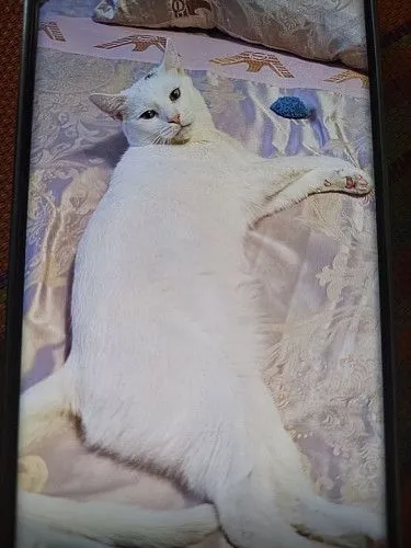 Котик  Happi 2 года