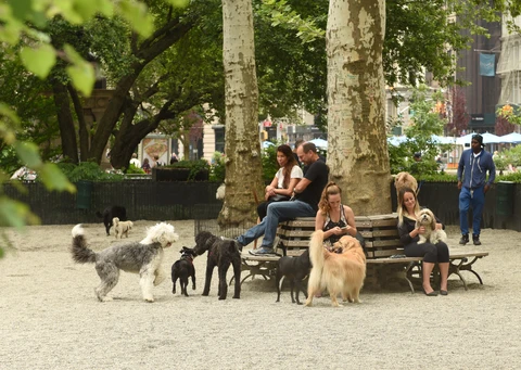 Dog Sitter
