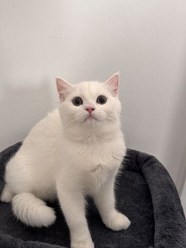 Котенок породы Scottish straight 