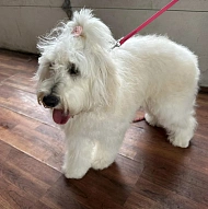 A True Love and Loyalty Pet Grooming