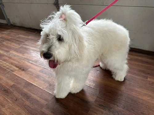 A True Love and Loyalty Pet Grooming