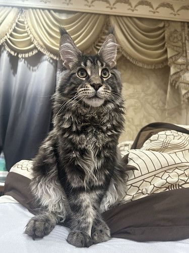 Продается кот 