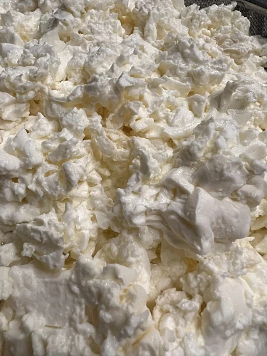 Angelica, Cottage Cheese