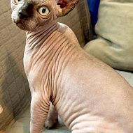 Sphynx boy