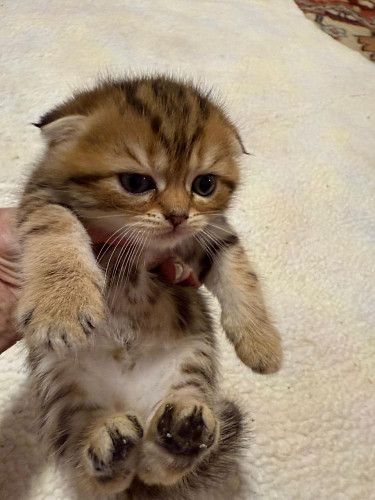 Scottish fold kittens