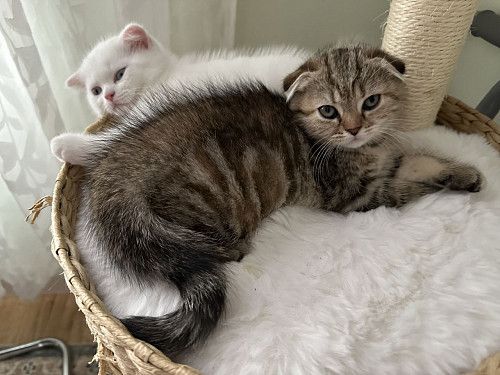 ШОТЛАНДСКИЕ КОТЯТА