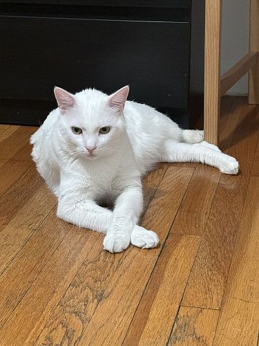 Отдам кота в хорошие добрые руки 