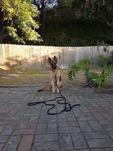 Stepan Zakaryan, Training of Dogs of all Breeds