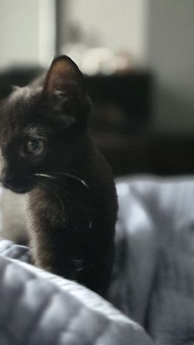 Котенок ищет дом