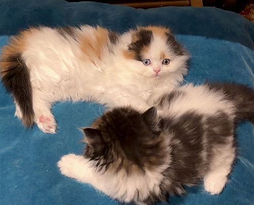 Шотландские котята 