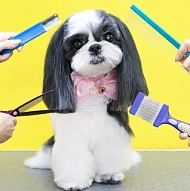 Home Grooming Services